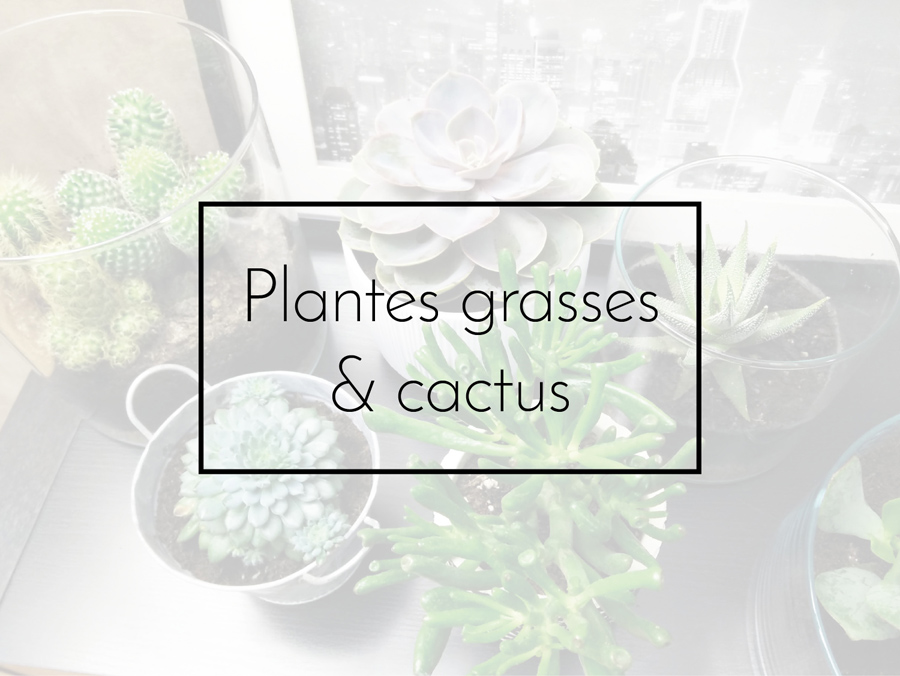 DIY – plantes grasses et cactus canons !