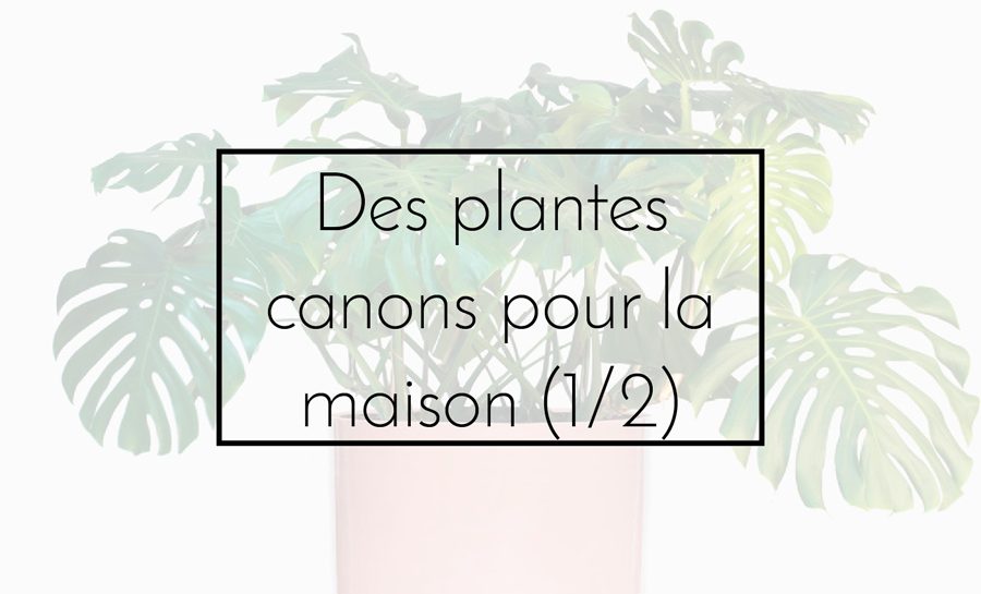 plantes canons