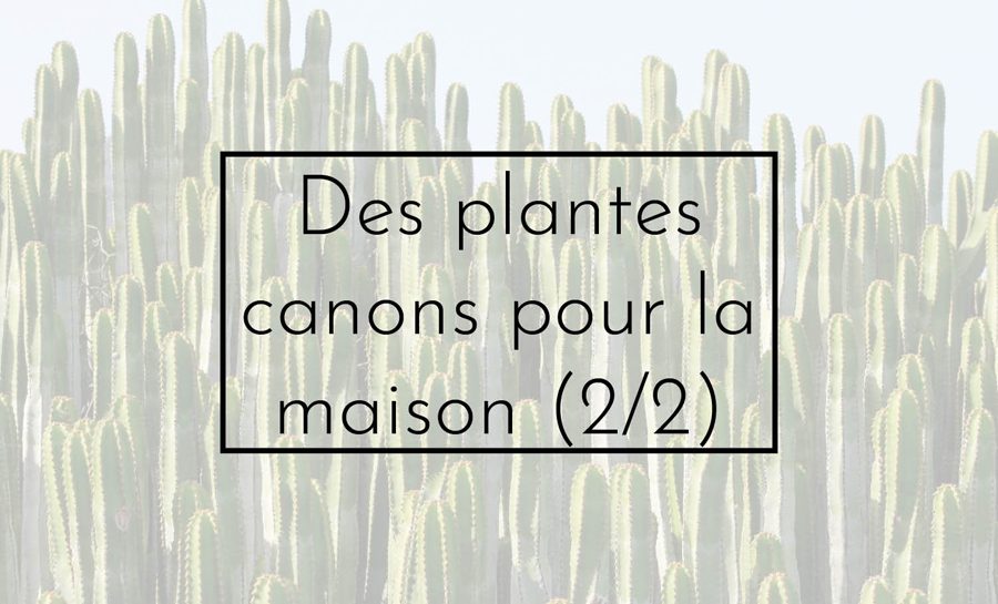 plantes canons
